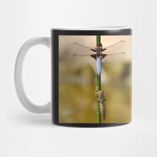 broad bodied chaser dragonfly leaving nymph case Mug